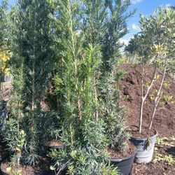 Podocarpus Hedges 5.5-6ft $45.00🏡