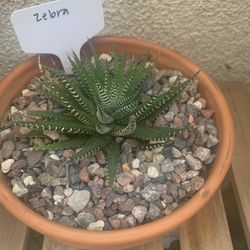 Zebra Succulent Plant