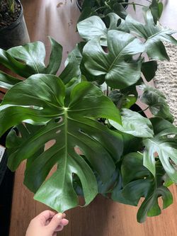 Monstera Plant