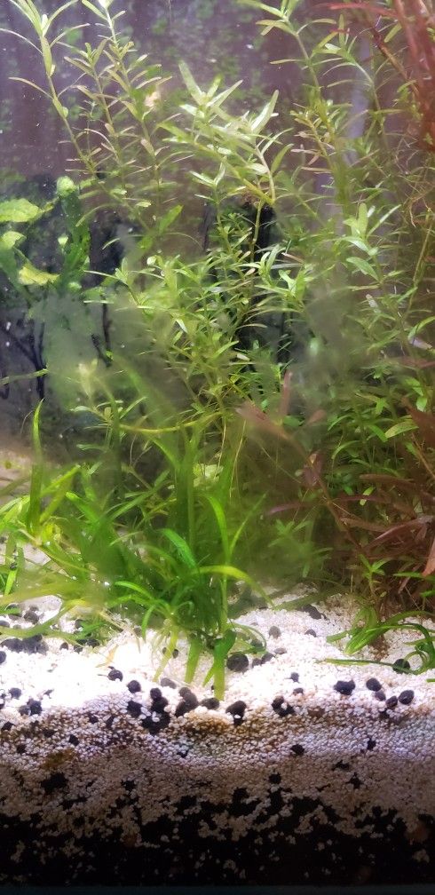 Aquarium Live Plants
