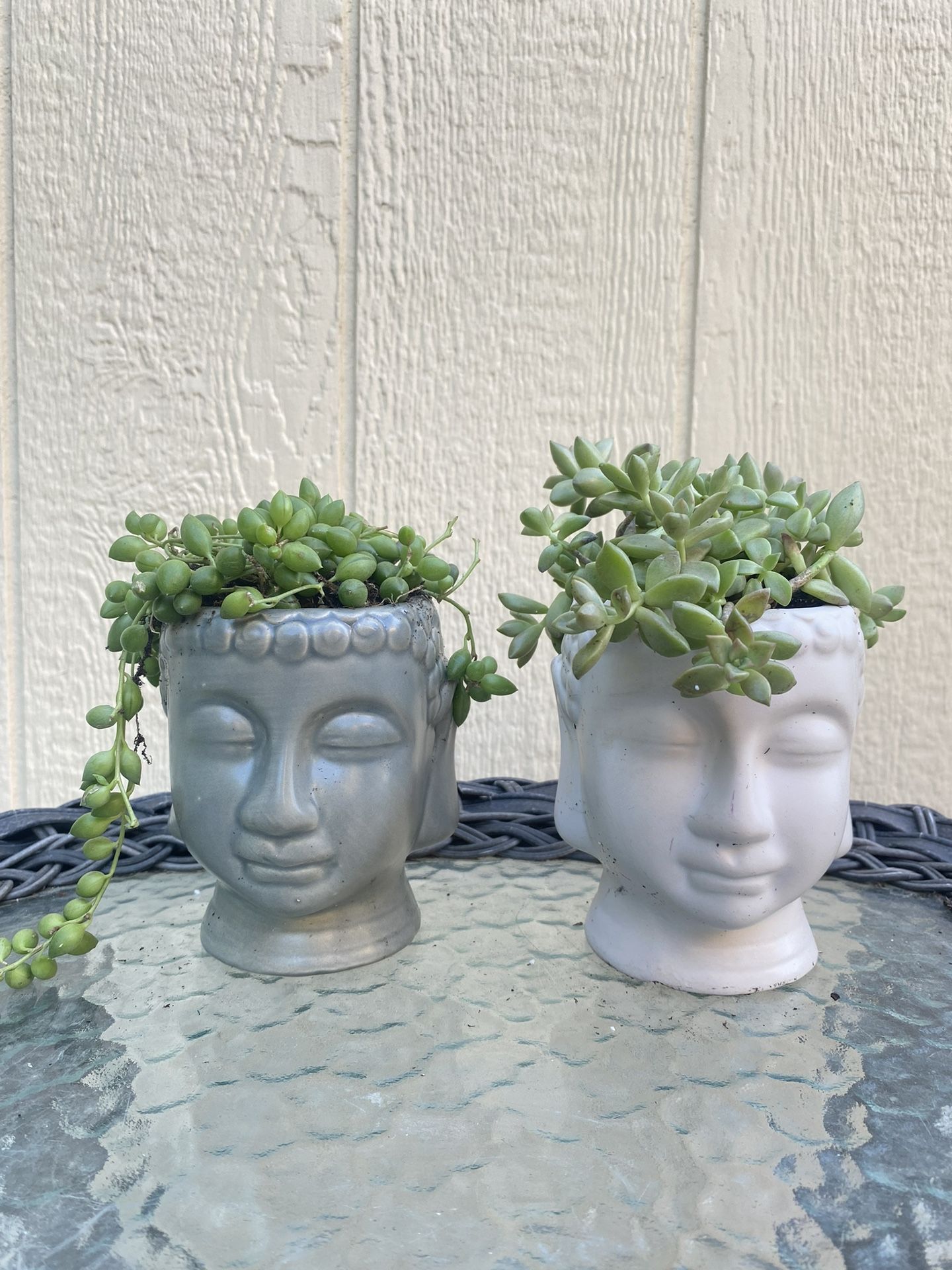 Succulent Planters