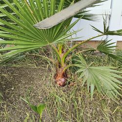 Fledgling fan palms   $250   each  OBO