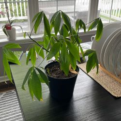 Plant 