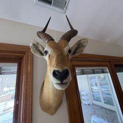 South African Impala shoulder mount taxidermy  Safari hunt  Minor issues with the left ear could use a little fur 