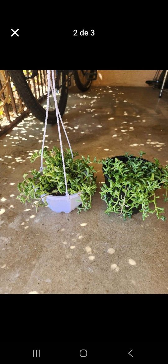 string of dolphin succulent
