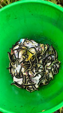 Catalpa  worms green worms