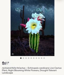 Cactus 🌵