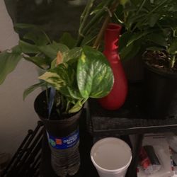 Plants different sizes different prices