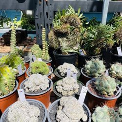 Rare And Exotic Cacti Are Imported Walk-in Only $35-$$$