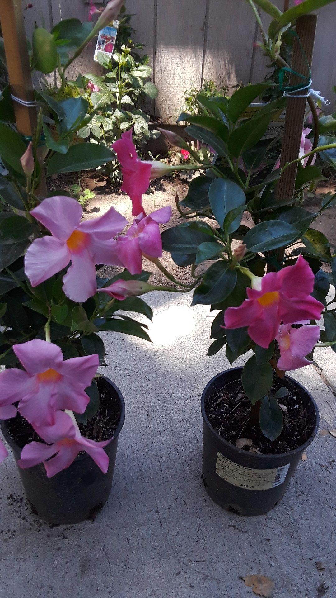Bella Grande pink mandevilla