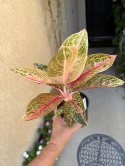 Aglonema Golden Star Plant $25