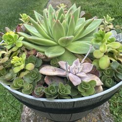 Succulents Plants Arrangement In It’s Own Container 