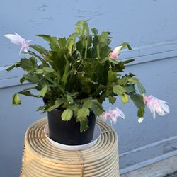 Zyro Cactus In 6”