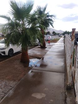 Palm Trimming & Shaving 