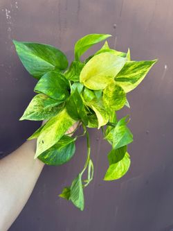 4” neon queen pothos