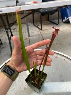 American pitcher plant sarracenia (Royal Ruby)