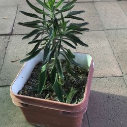   Calanchoe  Mother Of Thousands 