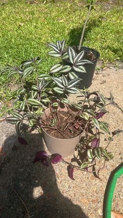 Plants