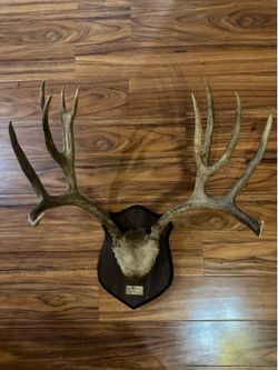 Large antlers