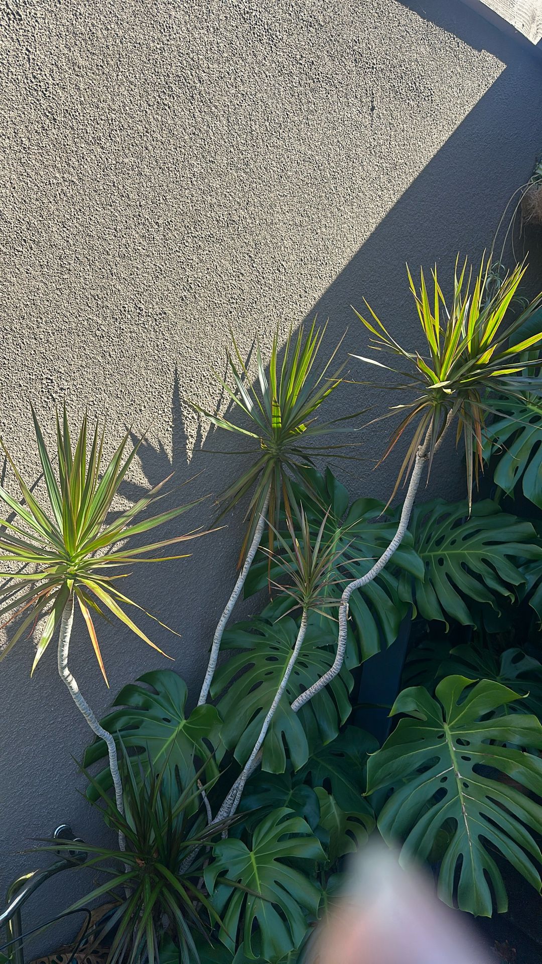 Dragon tree