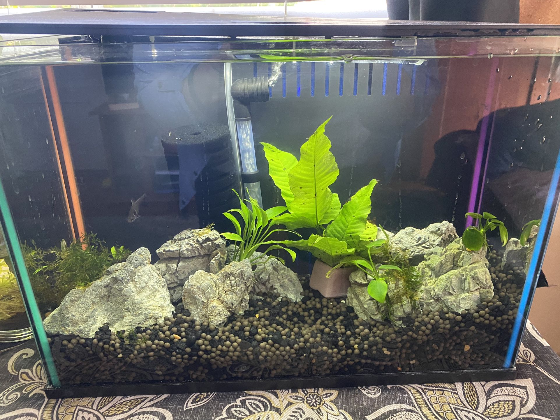 5 G Aquarium
