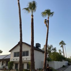Tree trimming, palm tree trimming, general maintenance, paver, travertine, grass synthetic sprinkler, systems  