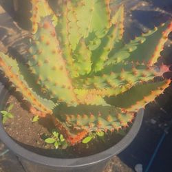 Aloe Marlothii 