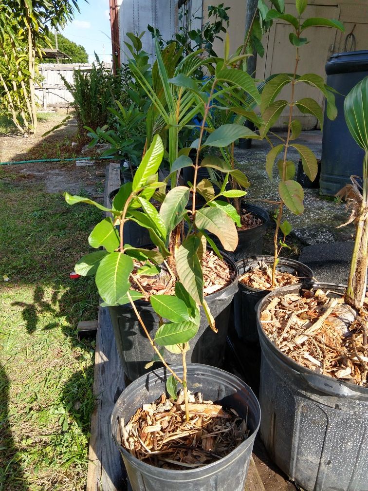 Pink Guava tree for Sale in Lithia, FL OfferUp