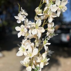 Light Beige / Cream Cherry Blossom / Jasmine Artificial Flowers, For Party, Home Decoration, Wedding, Birthday 