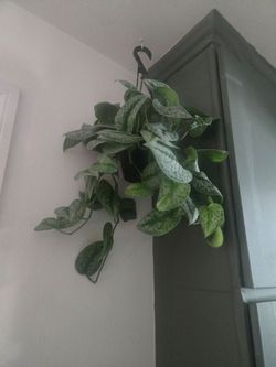 Scindapsus silver plant
