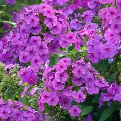 Perennial Phlox Plant