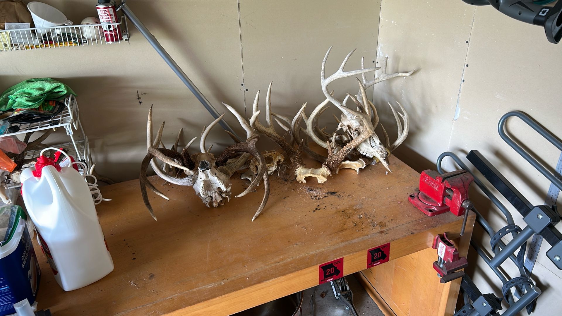 Deer Antlers