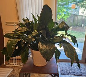 Peace Lily indoor plant, very healthy!