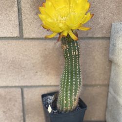 Blooming Cactus Plant, In 1 Gallon Pot Pick Up Only