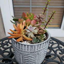 Succulents 