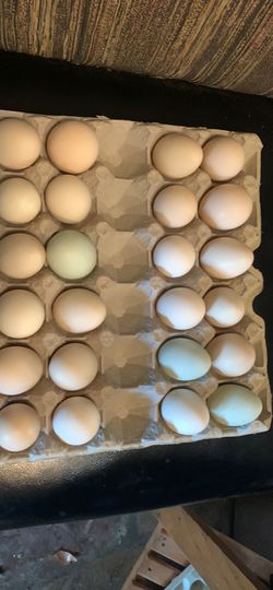 Fresh Eggs Organic