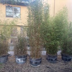 7 half barrels of Bamboo