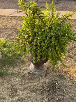 Take A Step Into This Garden With Elephant Food Plants