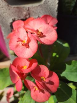 Crown of Thorns