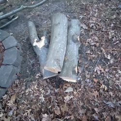 Free firewood