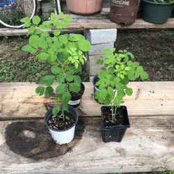 PlANTAS  DE  MORINGA