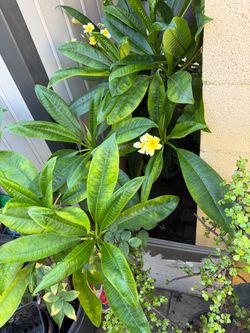 Plumeria
