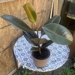 Indoor Plant