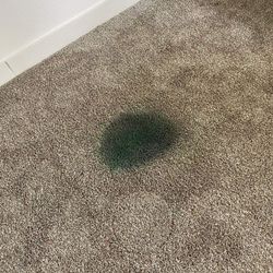 Shampoo Carpet Cleaner