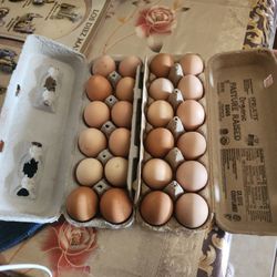Fresh  Organic Eggs 