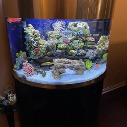 Upscale 100 Gallon Fish Tank Turn Key Includes Everything In Pics Except Fish 