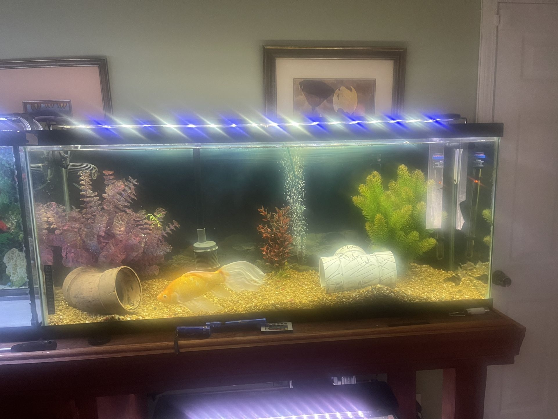 Aquarium Tanks 