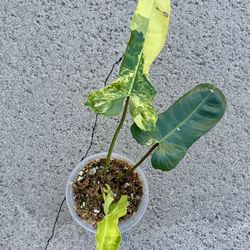 Florida Beauty x Billietiae Variegated New Hybrid 