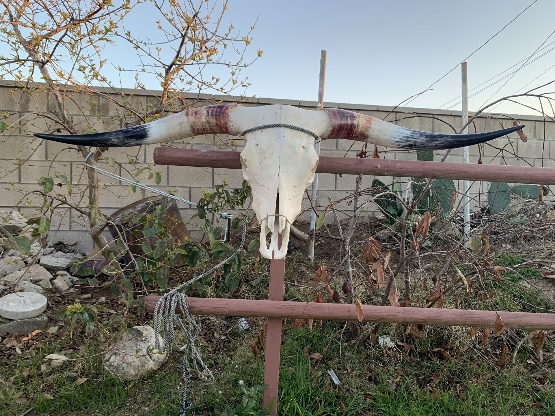 66” Inches Bull Head Hind