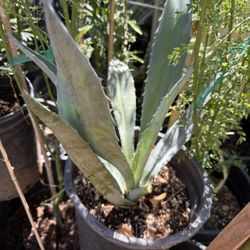 Planta De Maguey 